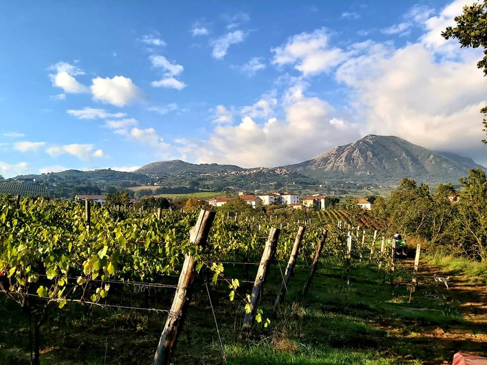 Vigneti Cantina Fusco Libero — Monte Taburno, Sannio